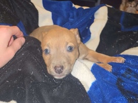 American Pit Bull Terrier – pit puppies – Lapeer