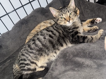 NEEDS FOSTER OR HOME – Charlotte