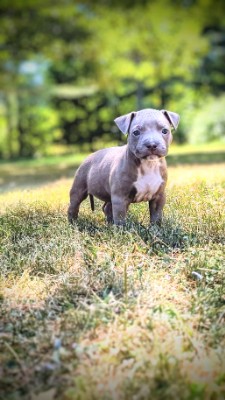 American Pit Bull Terrier – American Bully Puppies – Corinth