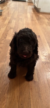Poodle – 6 Week Old Standard Poodle Puppy