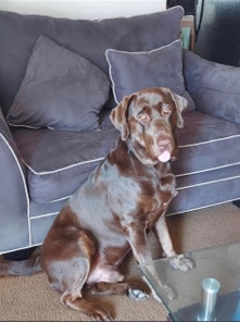 Labrador Retriever – 4yr old with papers Needs New Home!