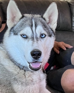 Siberian Husky – Rehoming Apollo needed