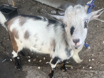 Goat – goats – Lake Wales