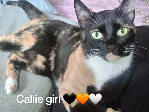 American Shorthair – 📍Austin to Houston - Adorable, Sweet Brother and Sister Duo - Urgent Rehome – Rosharon