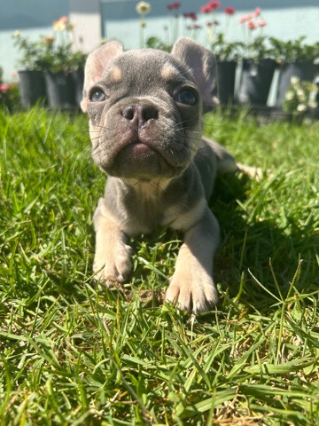 French Bulldog – Tan Point Frenchie