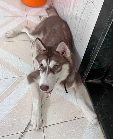 Siberian Husky – coco