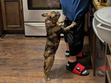 French Bulldog – male Frenchie – Orlando