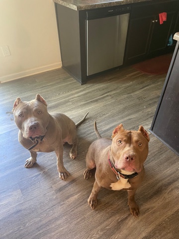 Bull and Terrier – American Bullies