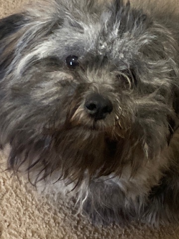 Poodle – hello this is bruno number in description