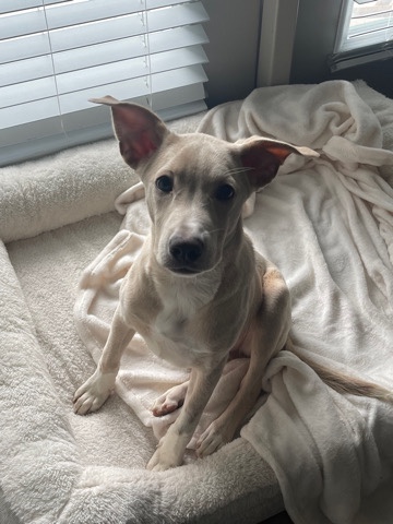 puppy for sale