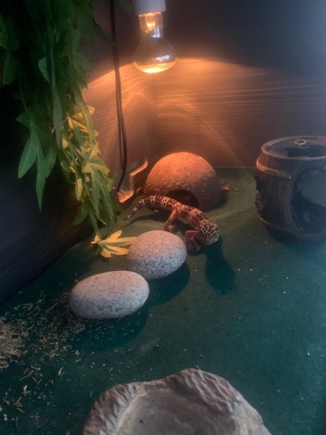 Any – Leapord geko