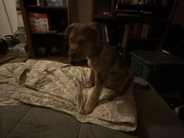 Catahoula Cur – free puppy