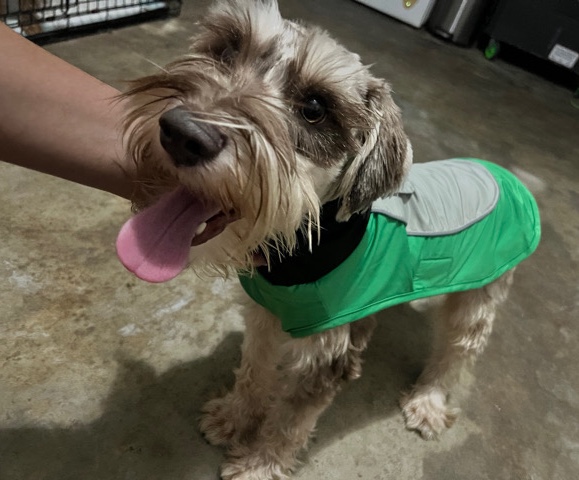 Miniature Schnauzer – Miniature Schnauzer