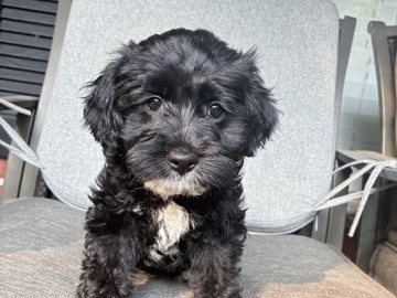 Cavapoo – CKC Registered Cavapoo Puppies – 8 Weeks Old – Commerce