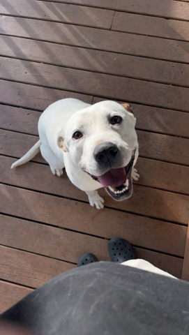 Labrador Retriever – loki