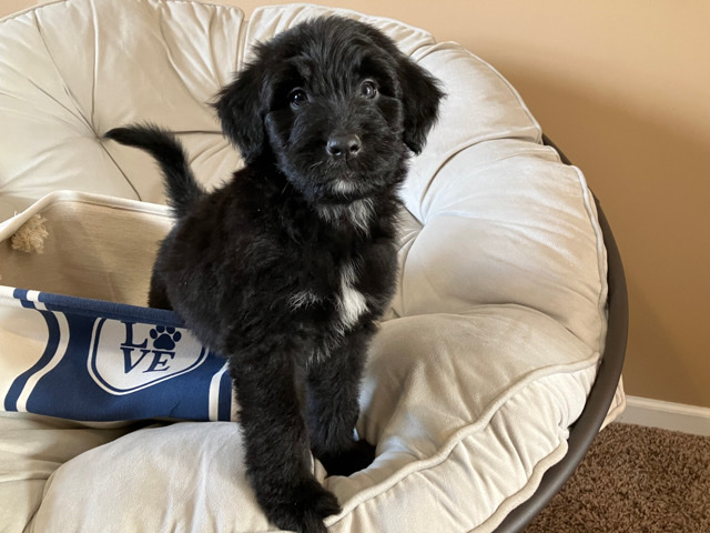 Poodle – Aussiedoodles