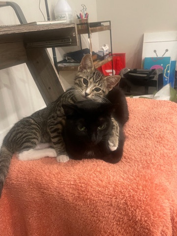 American Shorthair – Rehome