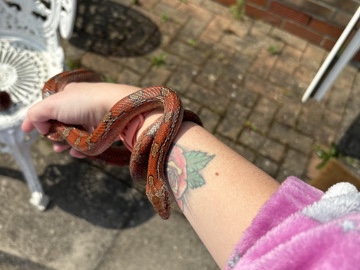 corn snake and vivarium for sale