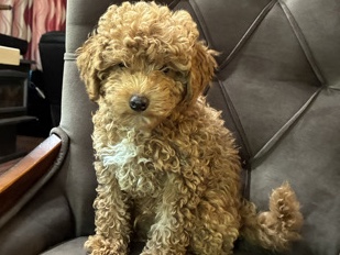 Adorable Toy Poodle Puppies for Sale – 8-10 Weeks Old – Ocean Shores