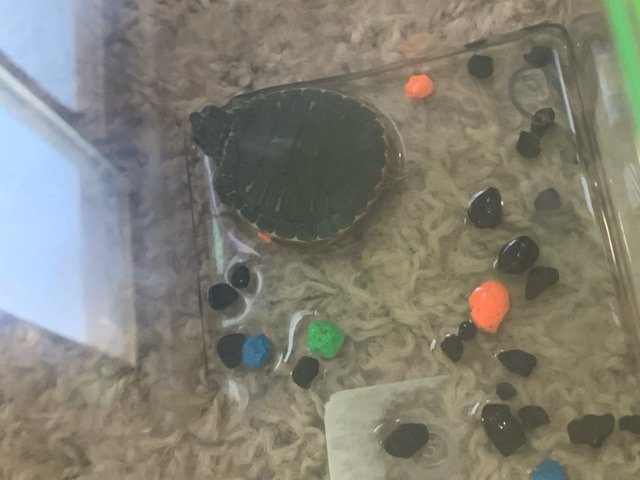 my sea turtle