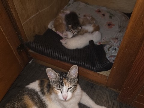 Mother & Kitten litter – Houston