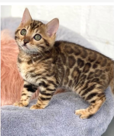 Bengal β Adorable kittens looking for a forever home πΎ