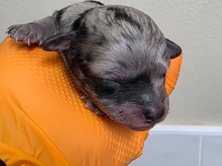 Poodle – Merle Toy poodle girl available – Guadalupe