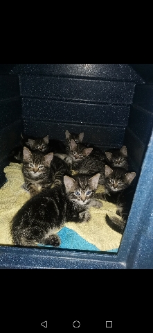 Russian White, Black and Tabby – tabby kittens