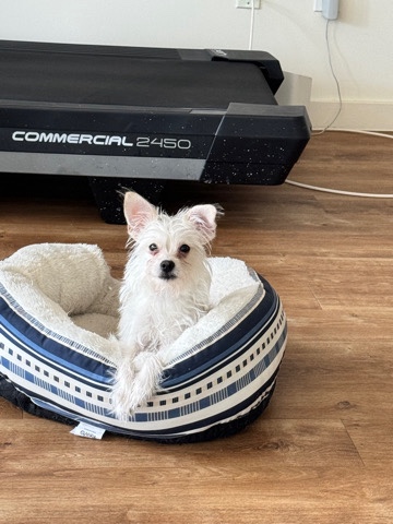 rehoming Mikey
