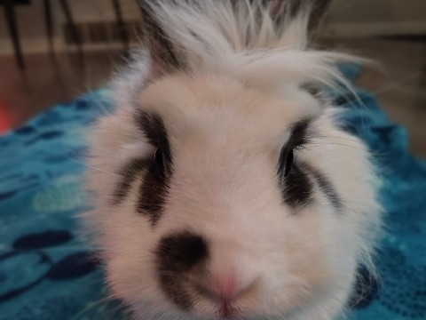 Lionhead – Oreo aka princess poopadoop