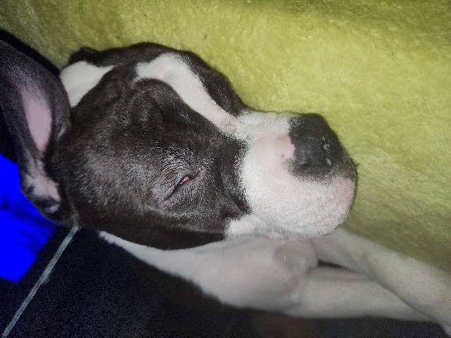 American Bulldog – American bully pups to be adopted – Hamilton