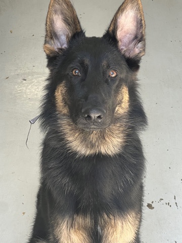 German Shepherd – looking to rehome