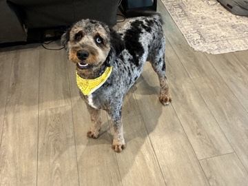 Doodle – 11 month old female mini Bernadoodle – Springdale