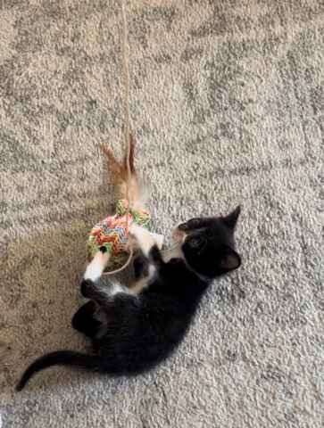 9 week old tuxedo kitten