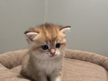 Scottish Fold – Persik.  Purebred Scottish – Inman