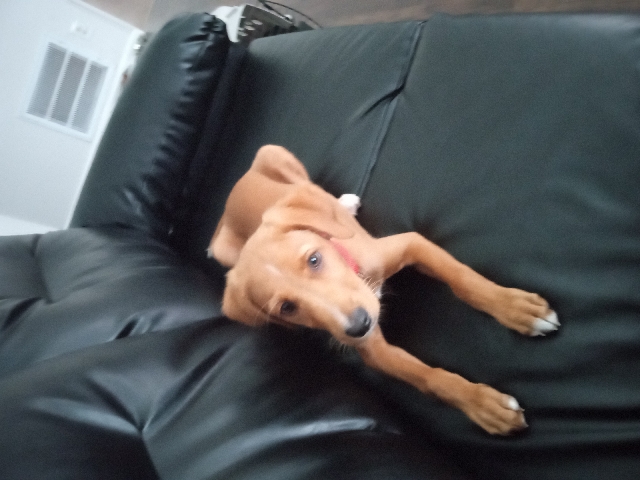 Labrador Retriever – joy
