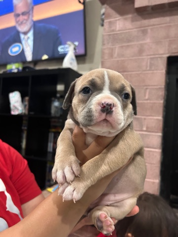 Pocket Bully Pups