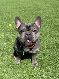 French Bulldog – Maxi the Frenchy