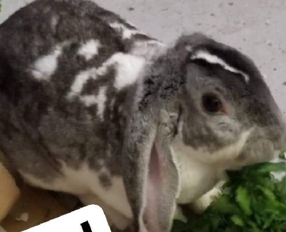 Holland Lop – Holland Lops 8wks & 4mo. & up