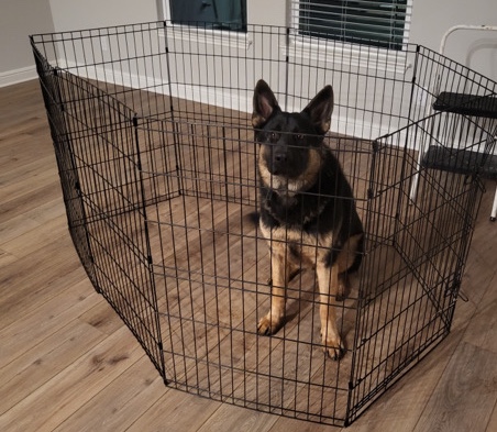 German Shepherd – rehoming 3yr old German shepherd