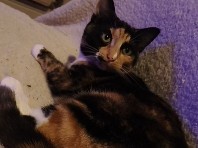 British Shorthair – Calico Cat – Hemsworth