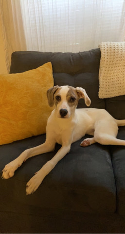 Greyhound – puppy in need of new home