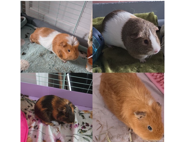 Guinea Pig – Guinea pigs ( 2 bonded males & 2 bonded females.) – Caldicot