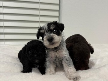Miniature Schnauzer – mini schnauzers – Baytown
