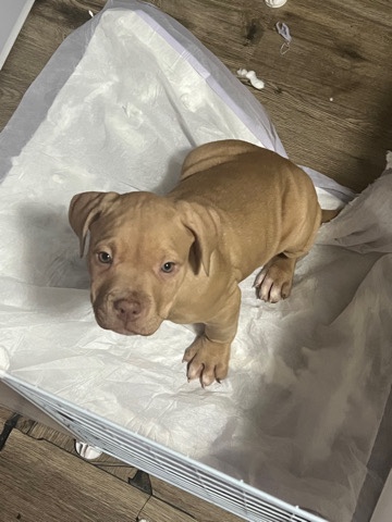 American Pit Bull Terrier – pit bull puppies