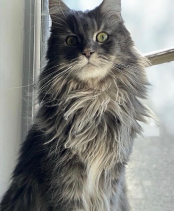 Maine Coon – Nala – Feasterville Trevose