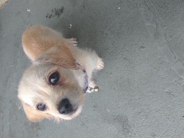 Simon The Dog