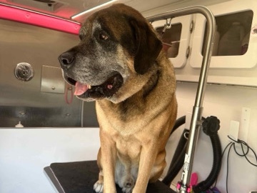 English Mastiff – English Mastiff: Gumbo – San Antonio