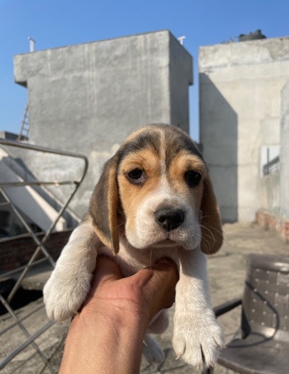 Beagle – Beagle (male)
