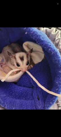 3 Sugar Gliders